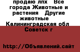 продаю лпх - Все города Животные и растения » Другие животные   . Калининградская обл.,Советск г.